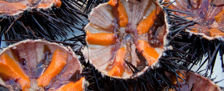 Sea urchin tasting Split, Croatia