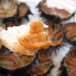Taste fresh sea urchins in Croatia