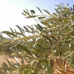 Olive oil tour from Split, Croatia