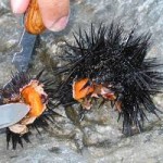 Dive for sea urchins in Croatia